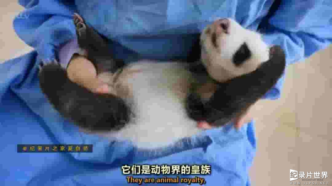  ITV纪录片《熊猫宝宝 Panda Babies 2015》全1集