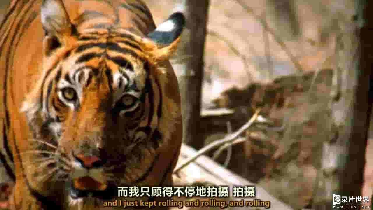 PBS纪录片《老虎“断尾”的最后旅程 Broken Tail A Tiger’s Last Journey 2011》全1集