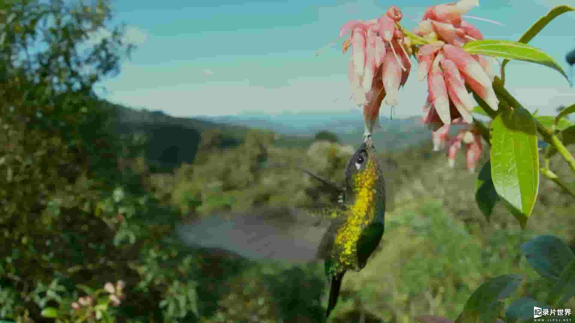 PBS纪录片《蜂鸟效应 The Hummingbird Effect 2023》全1集