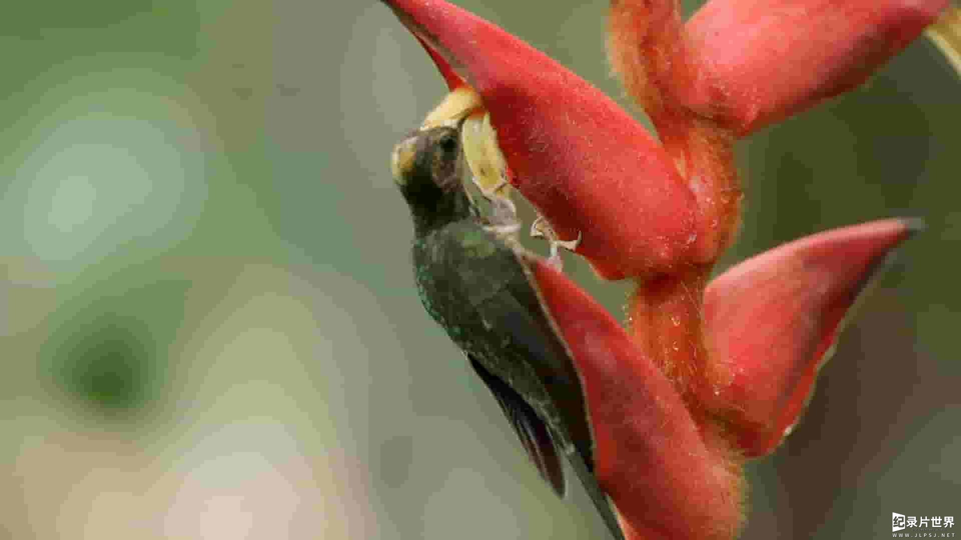 PBS纪录片《蜂鸟效应 The Hummingbird Effect 2023》全1集