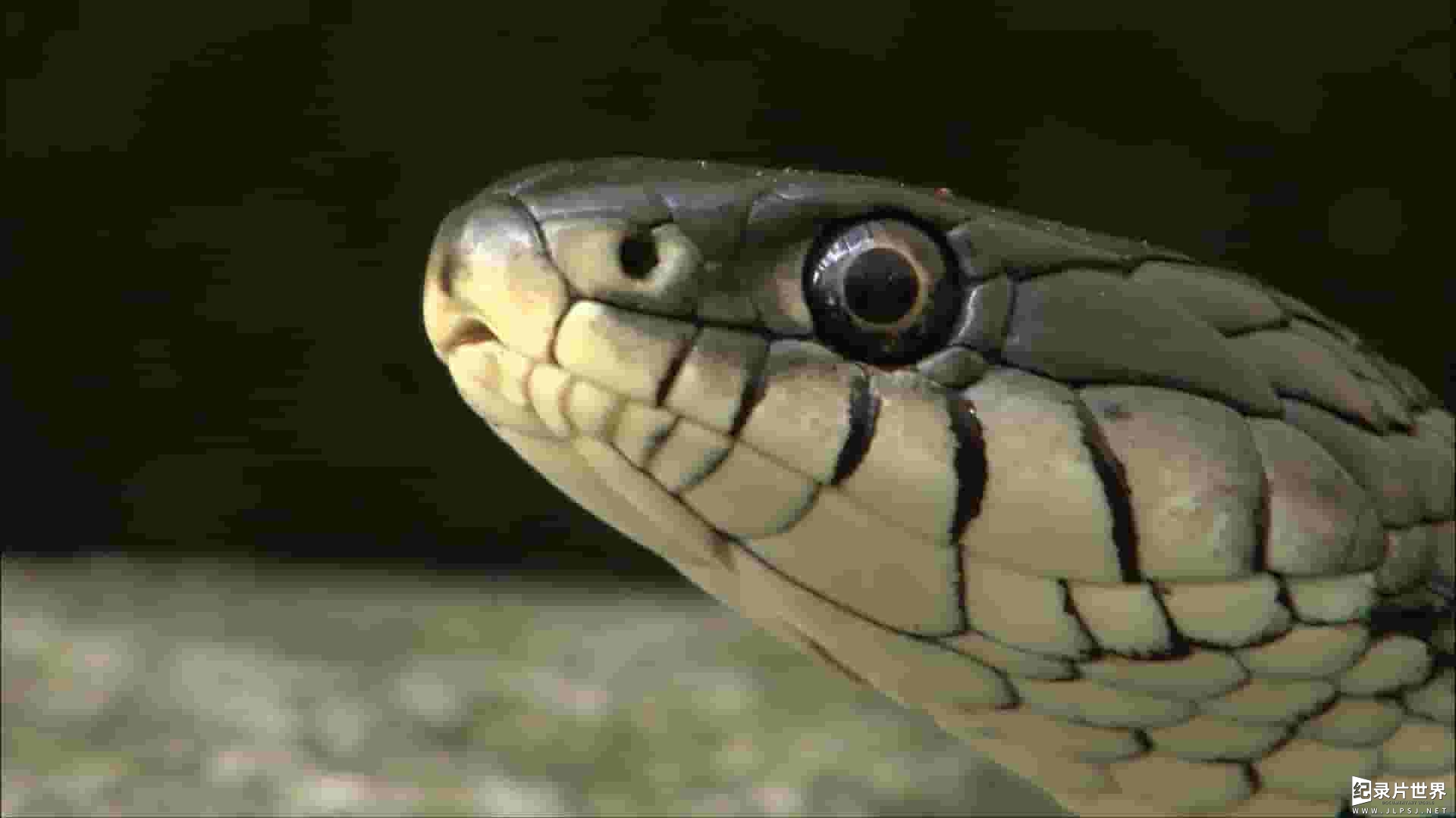 ORF纪录片《蛇的秘密生活 The Secret Life Of Snakes 2016》全1集