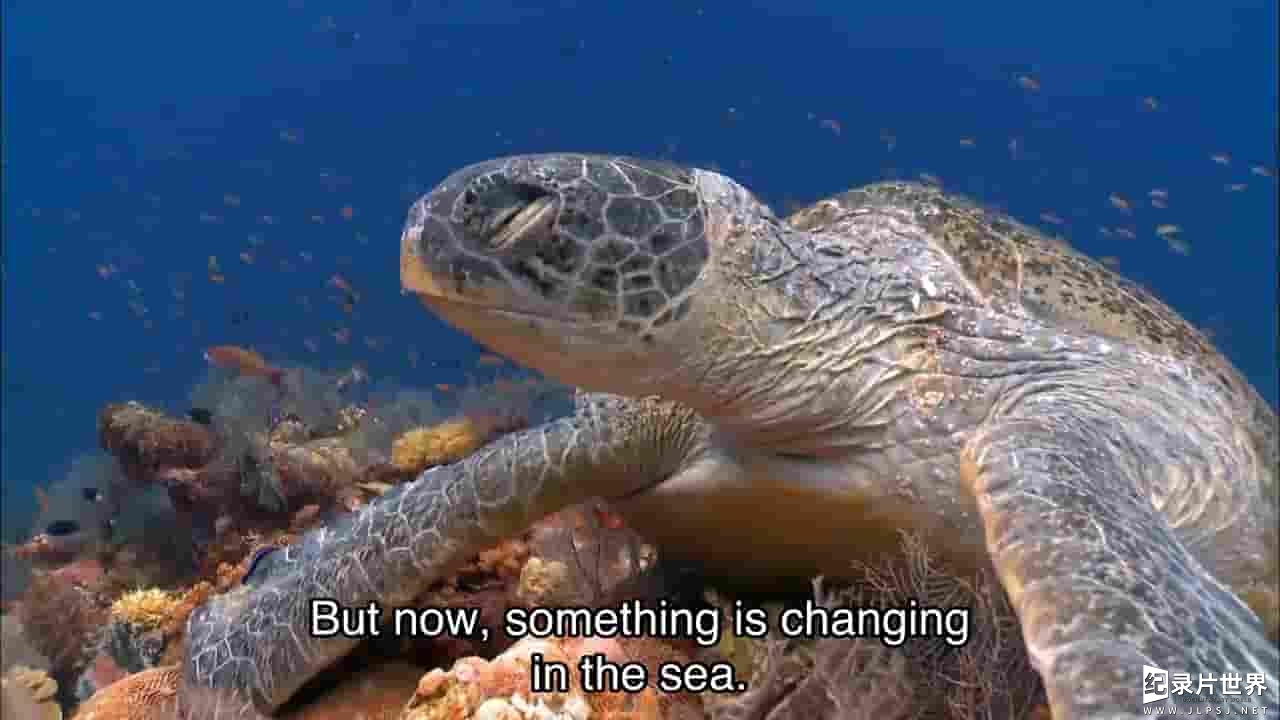  PBS纪录片《致命海洋 Lethal Seas 2015》全1集 
