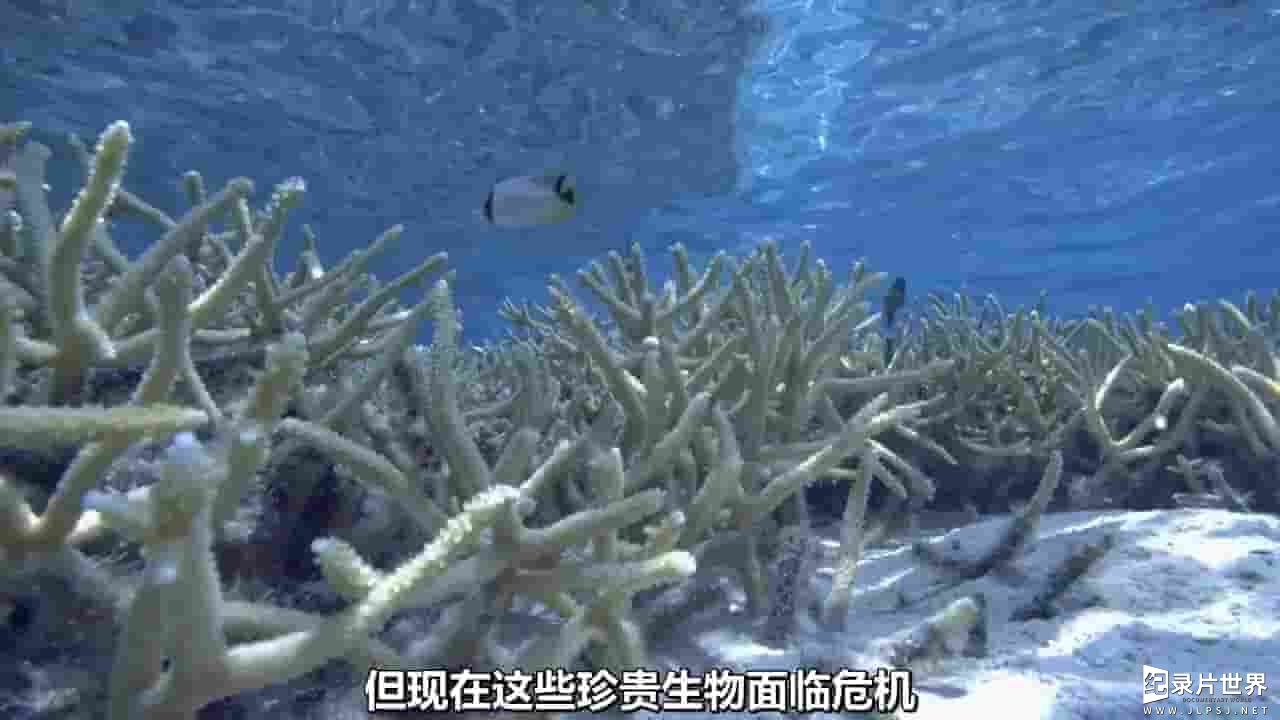 PBS纪录片《救援珊瑚礁 Reef Rescue 2020》全1集 