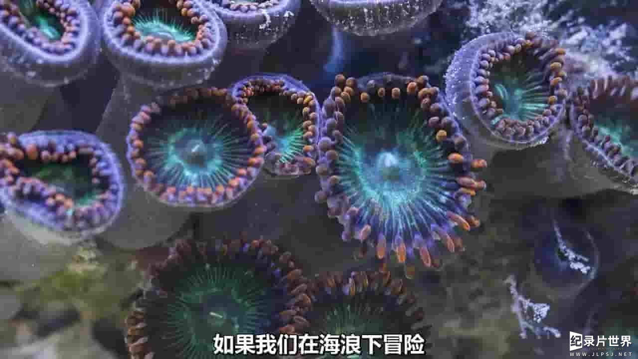 PBS纪录片《救援珊瑚礁 Reef Rescue 2020》全1集 