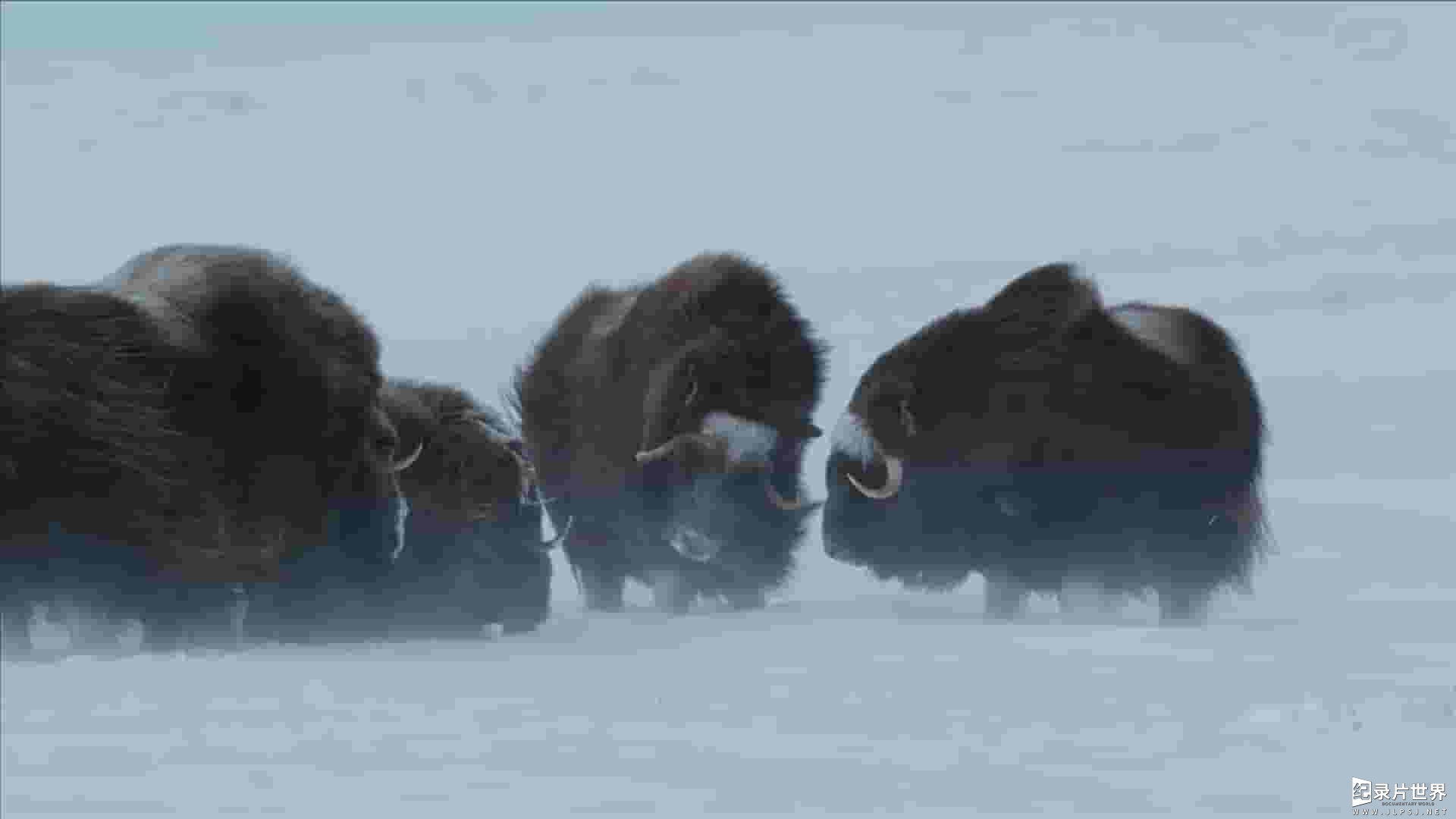 PBS纪录片《美国北极 American Arctic 2022》全1集