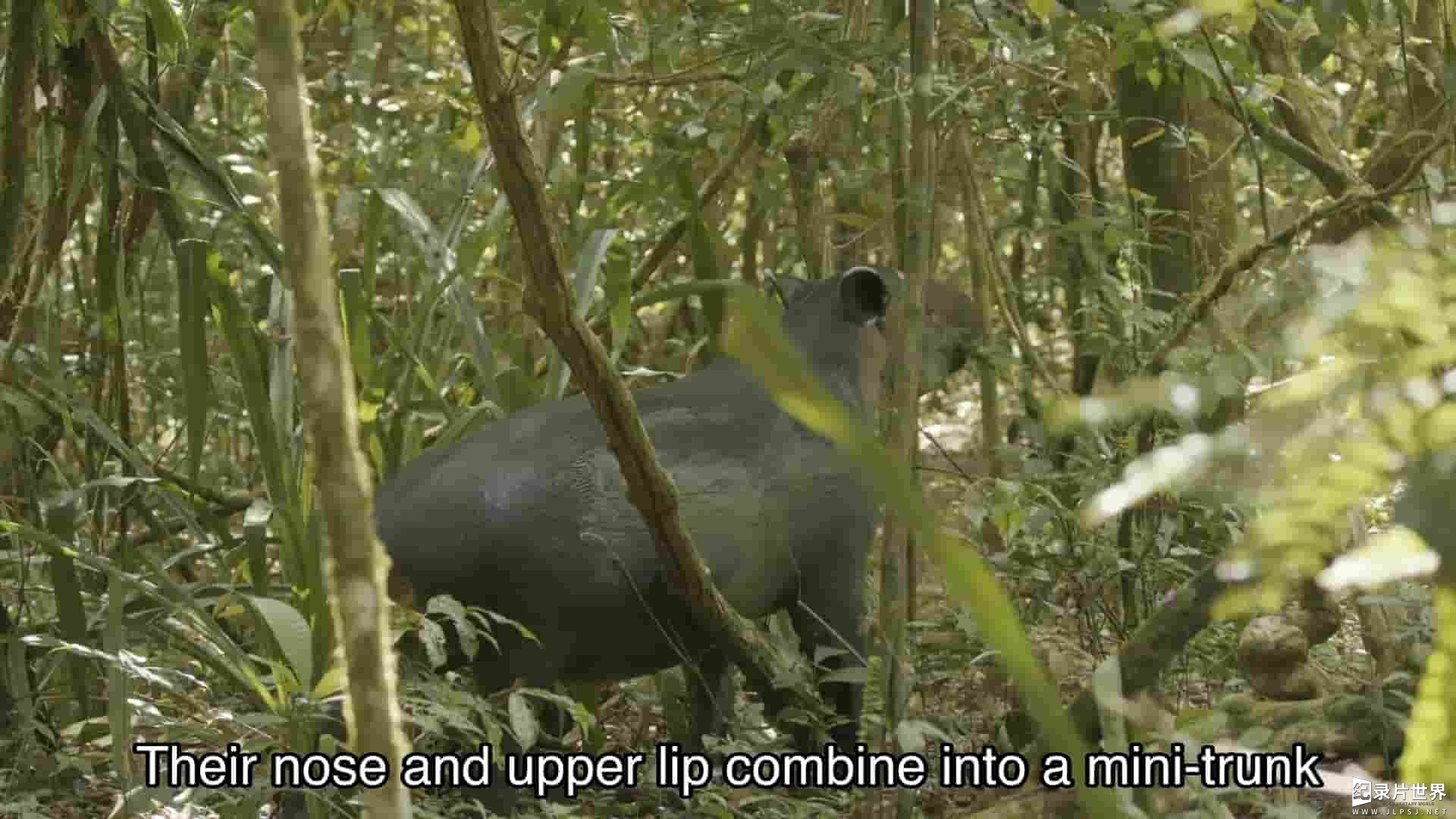 纪录片《狂野丛林：哥斯达黎加.Animalogic.Wild.The.Jungles.of.Costa.Rica.2019》全1集