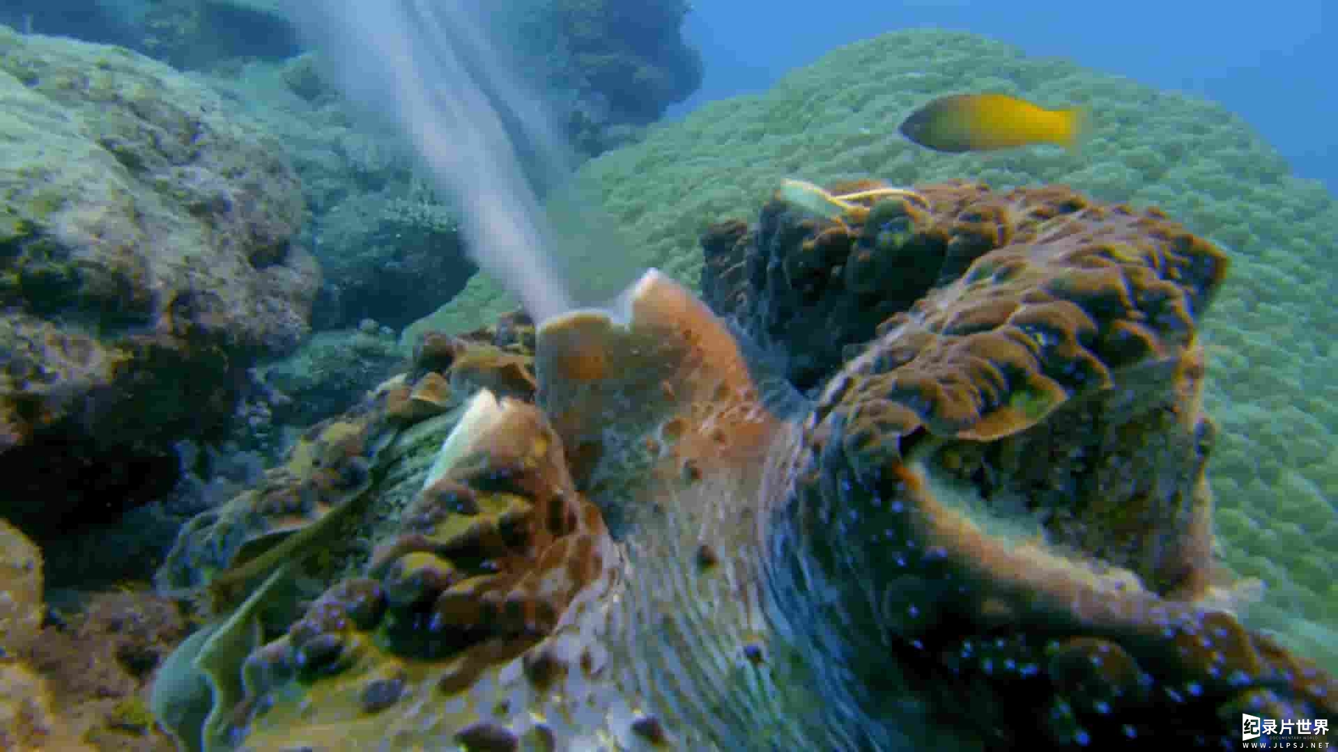 NHK纪录片《大堡礁的月亮魔咒 The Moon's Spell On The Great Barrier Reef 2014》全1集