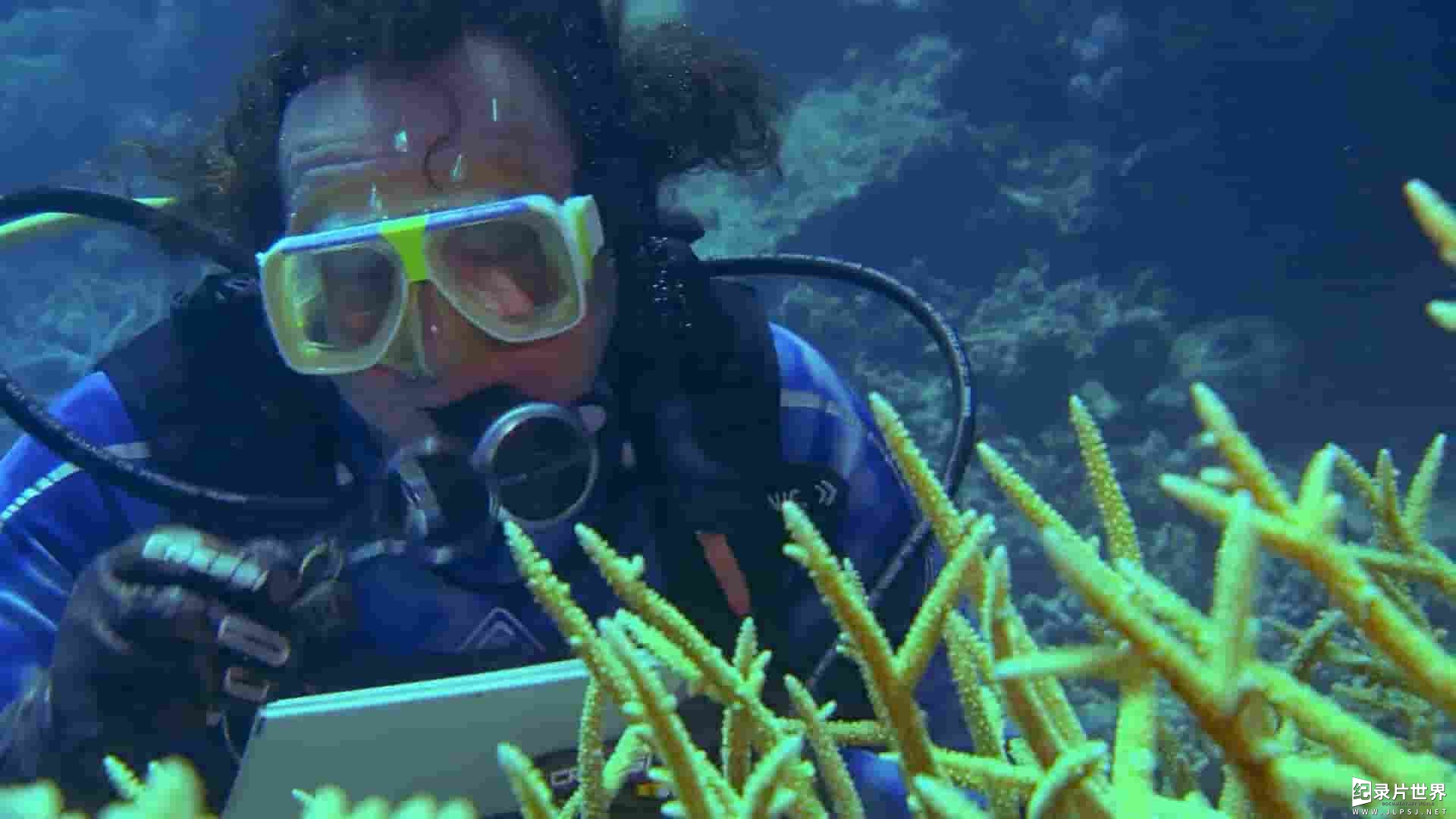 NHK纪录片《大堡礁的月亮魔咒 The Moon's Spell On The Great Barrier Reef 2014》全1集