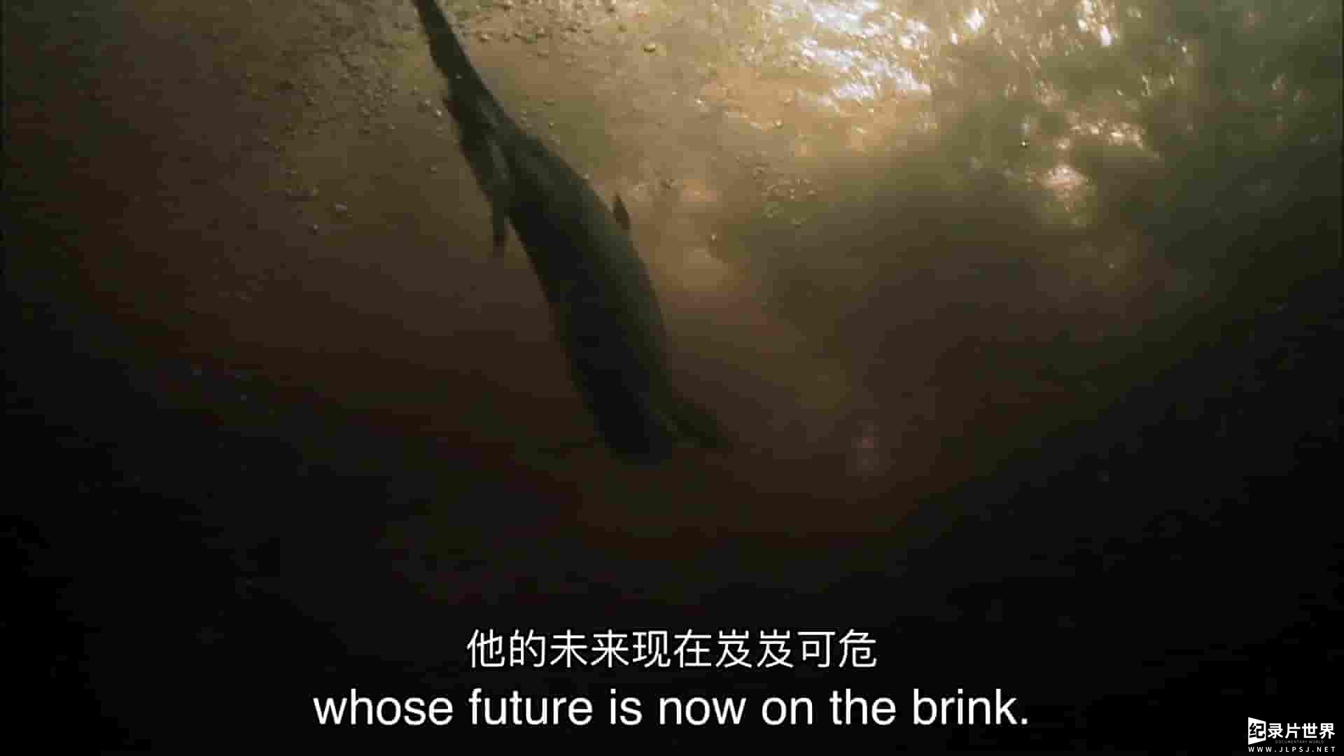 美国纪录片《大西洋鲑鱼：迷失在海上 Atlantic Salmon: Lost at Sea 2018》全1集