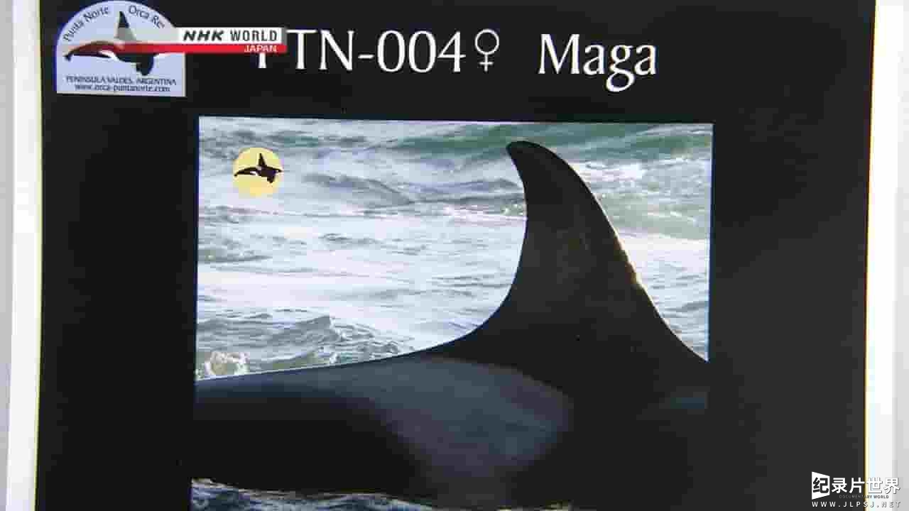 NHK纪录片《浪尖上的杀手：虎鲸 Predators in the Surf Killer Whales 2010》全1集