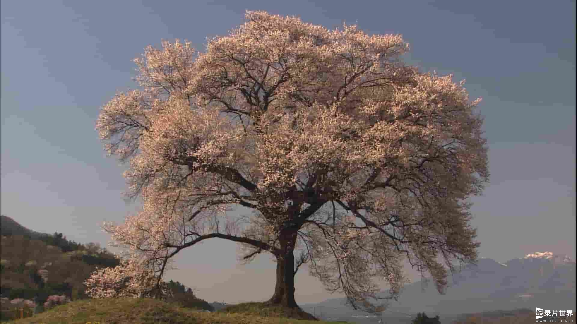 日本纪录片《实境之旅:怀之樱/实境之旅：浪漫樱花 Virtual Trip Sakura Nostalgia》全1集