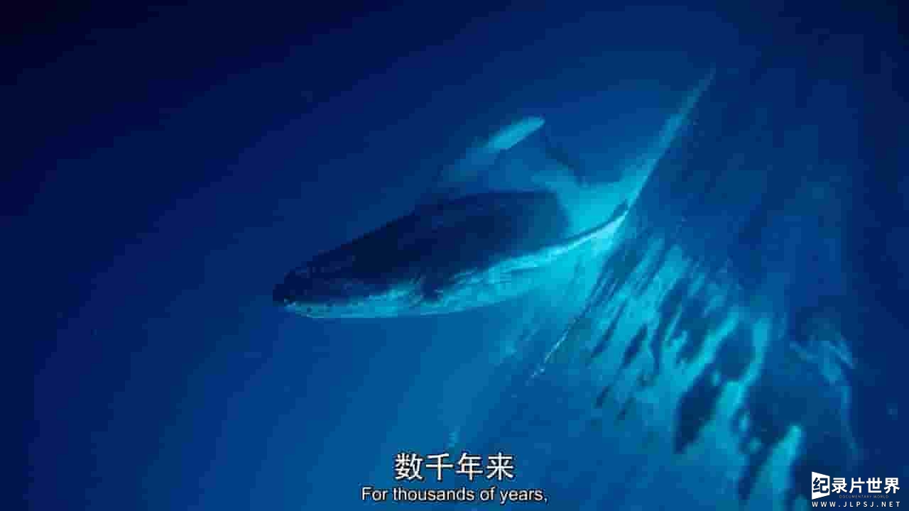 美国纪录片《座头鲸的鸣歌 Humpback Whales 2015》全1集 
