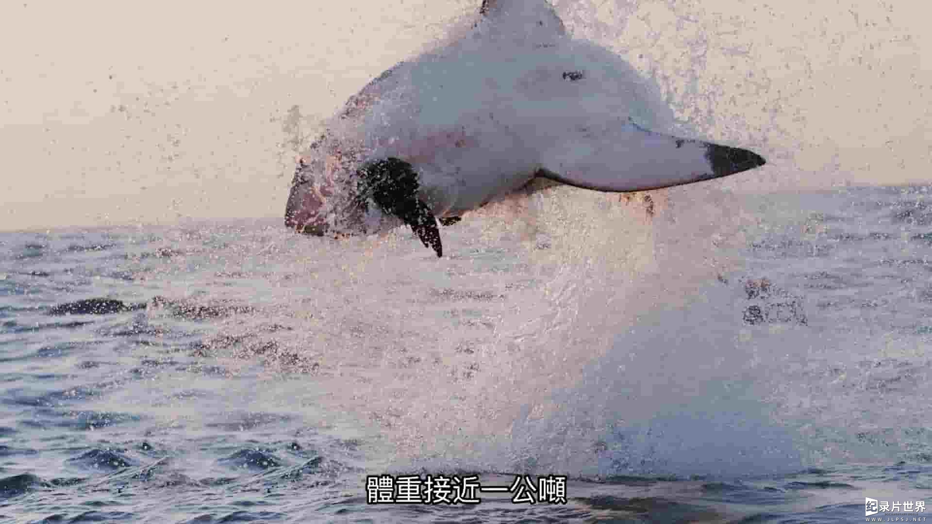 国家地理《鲨鱼王国 Big Sharks Rule 2018》全1集