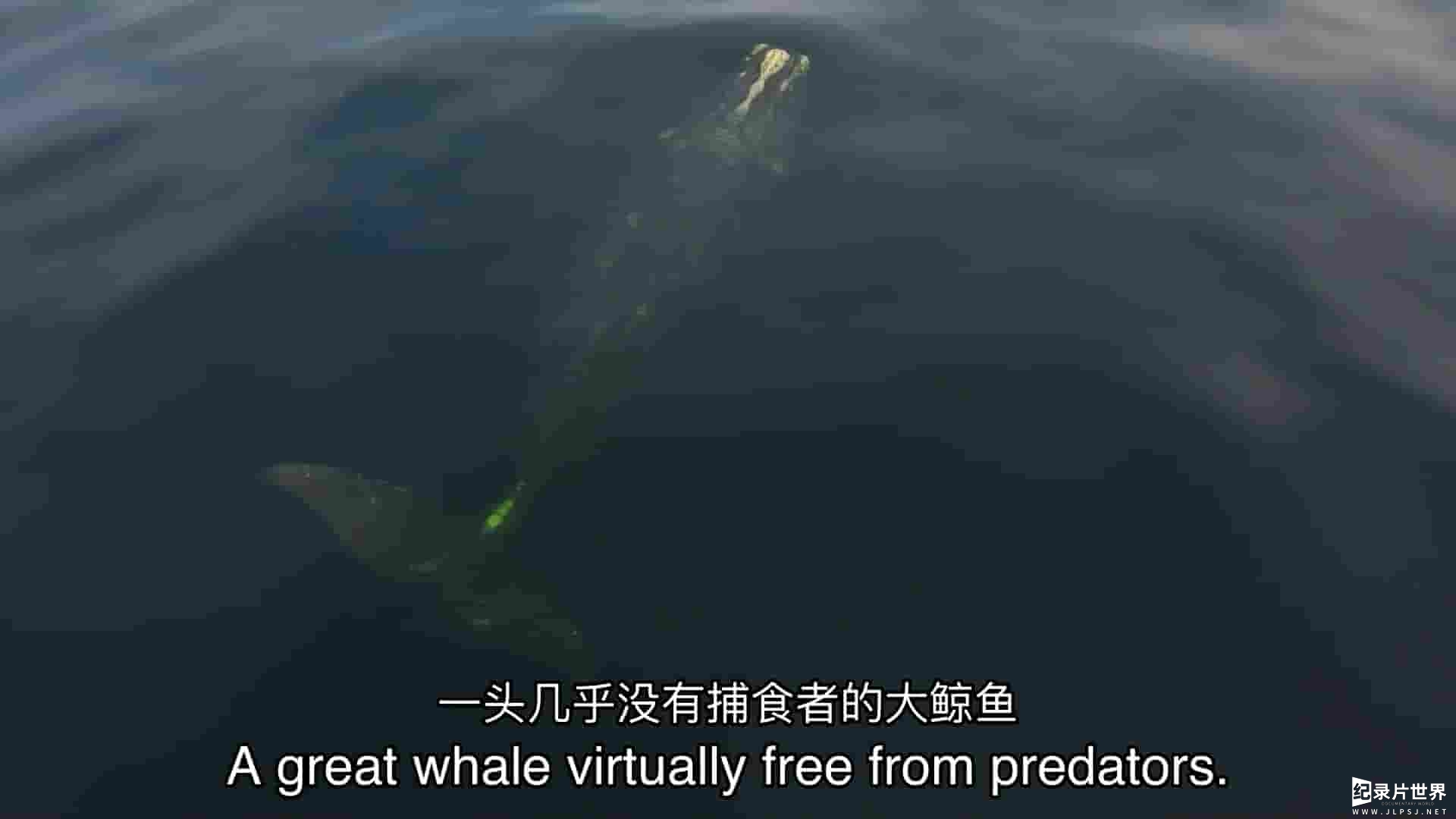 PBS纪录片《拯救露脊鲸 Saving the Right Whale 2023》全1集