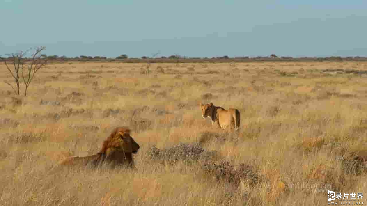斯密森频道《纳米比亚：狂野奇迹 Namibia's Wild Wonders 2014》全1集