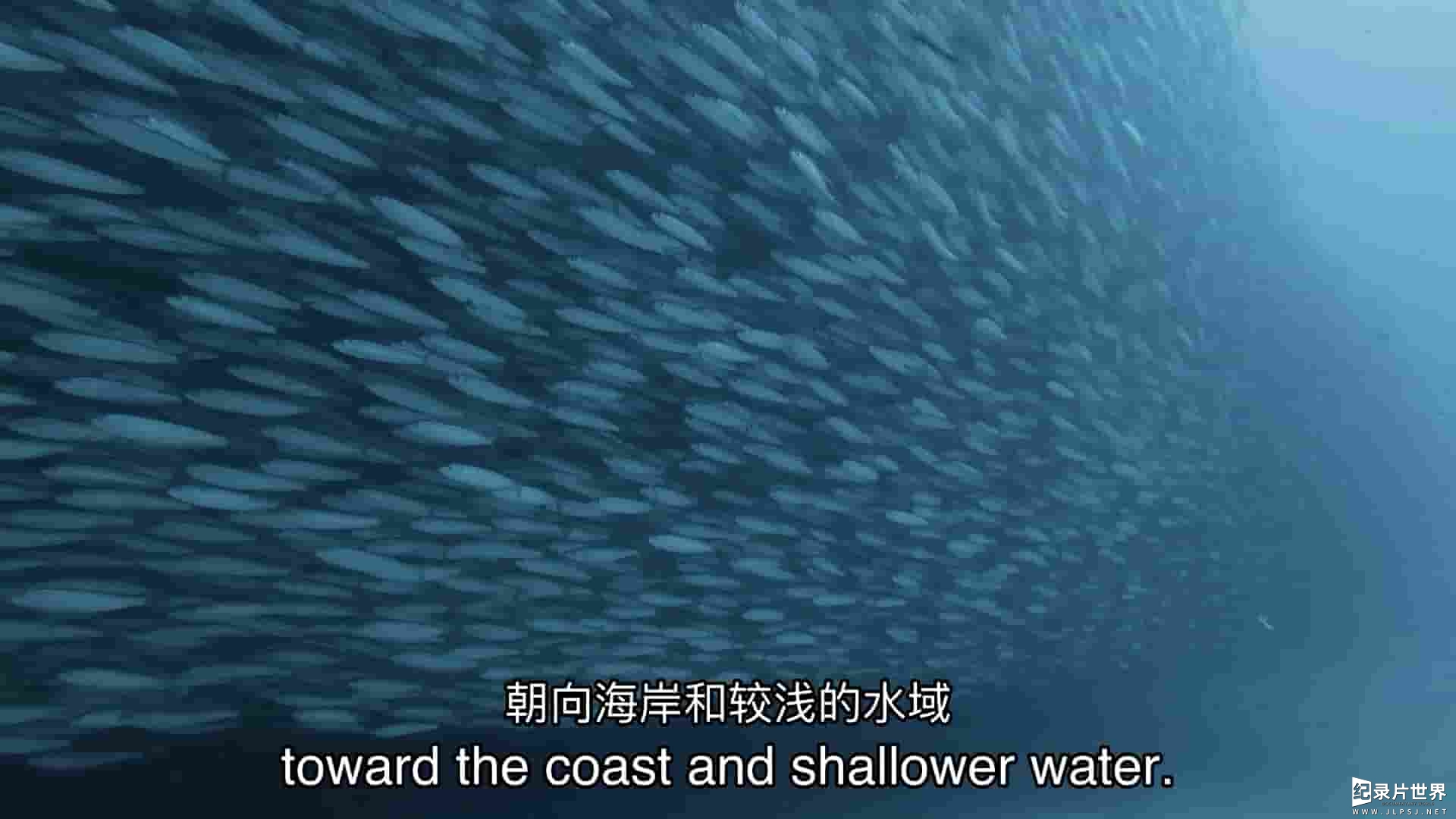 PBS纪录片《海洋最伟大的盛宴 The Ocean's Greatest Feast 2022》全1集