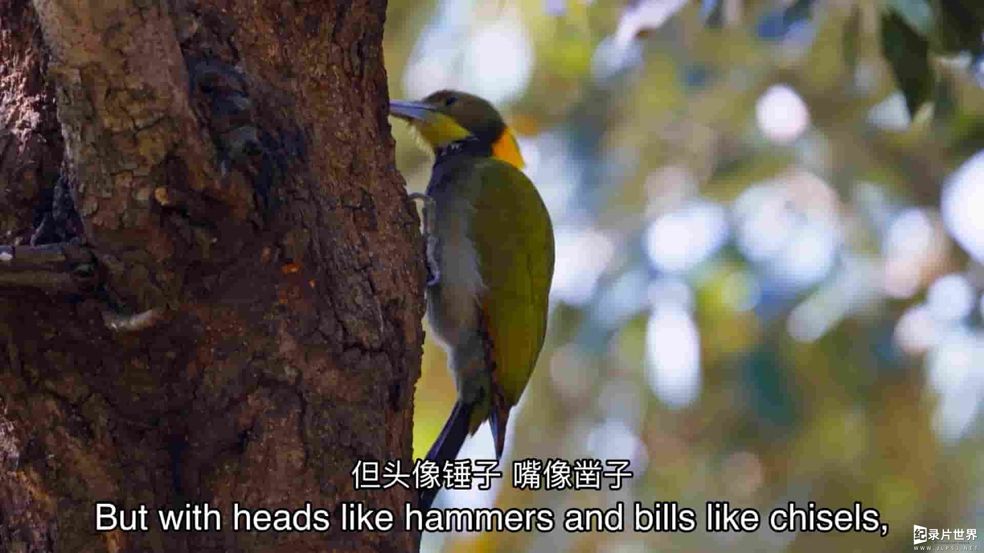 PBS纪录片《啄木鸟：洞的故事 Woodpeckers: The Hole Story 2022》全1集 