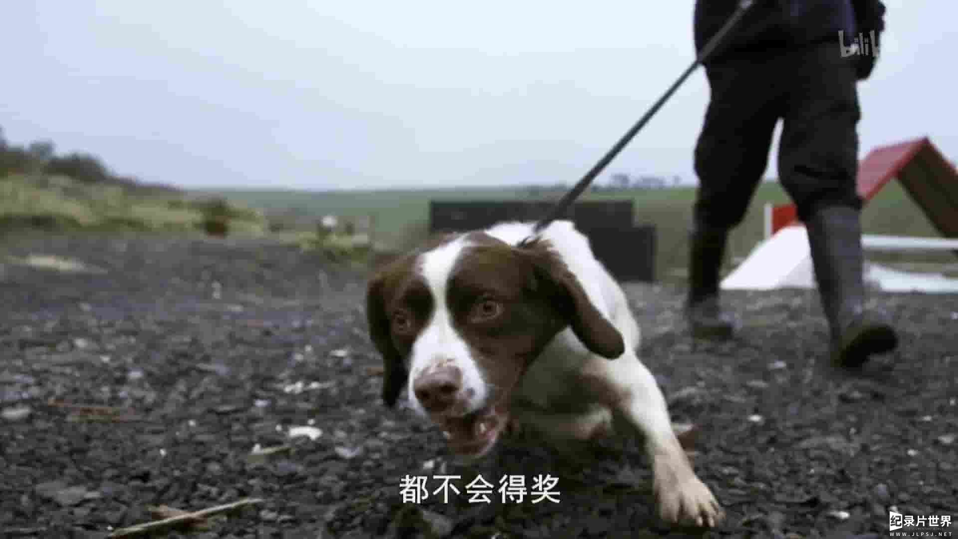 美国纪录片《危险的狗狗 Danger Dogs 2018》全12集