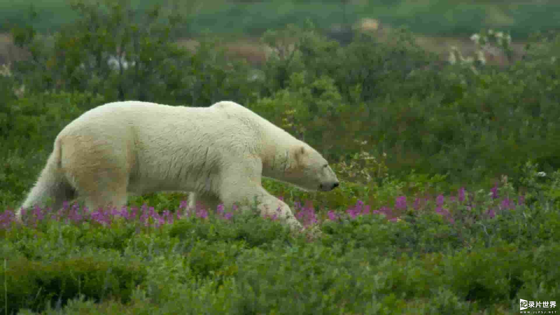 PBS纪录片《加拿大：在狂野的北方生存 Canada: Surviving the Wild North 2022》全1集