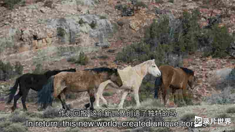 PBS纪录片《美国马 American Horses 2022》全1集