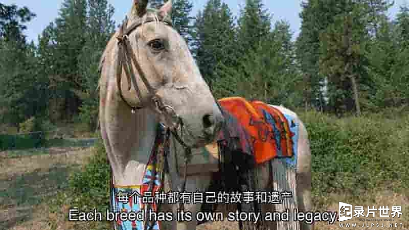 PBS纪录片《美国马 American Horses 2022》全1集