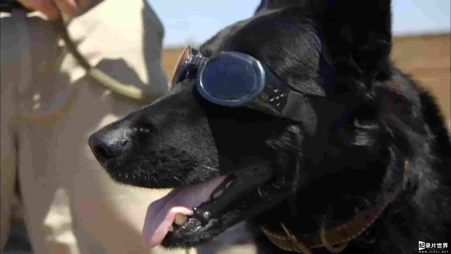 史密森尼频道《海豹突击队的警犬们 Seal Dog 2014》全1集 