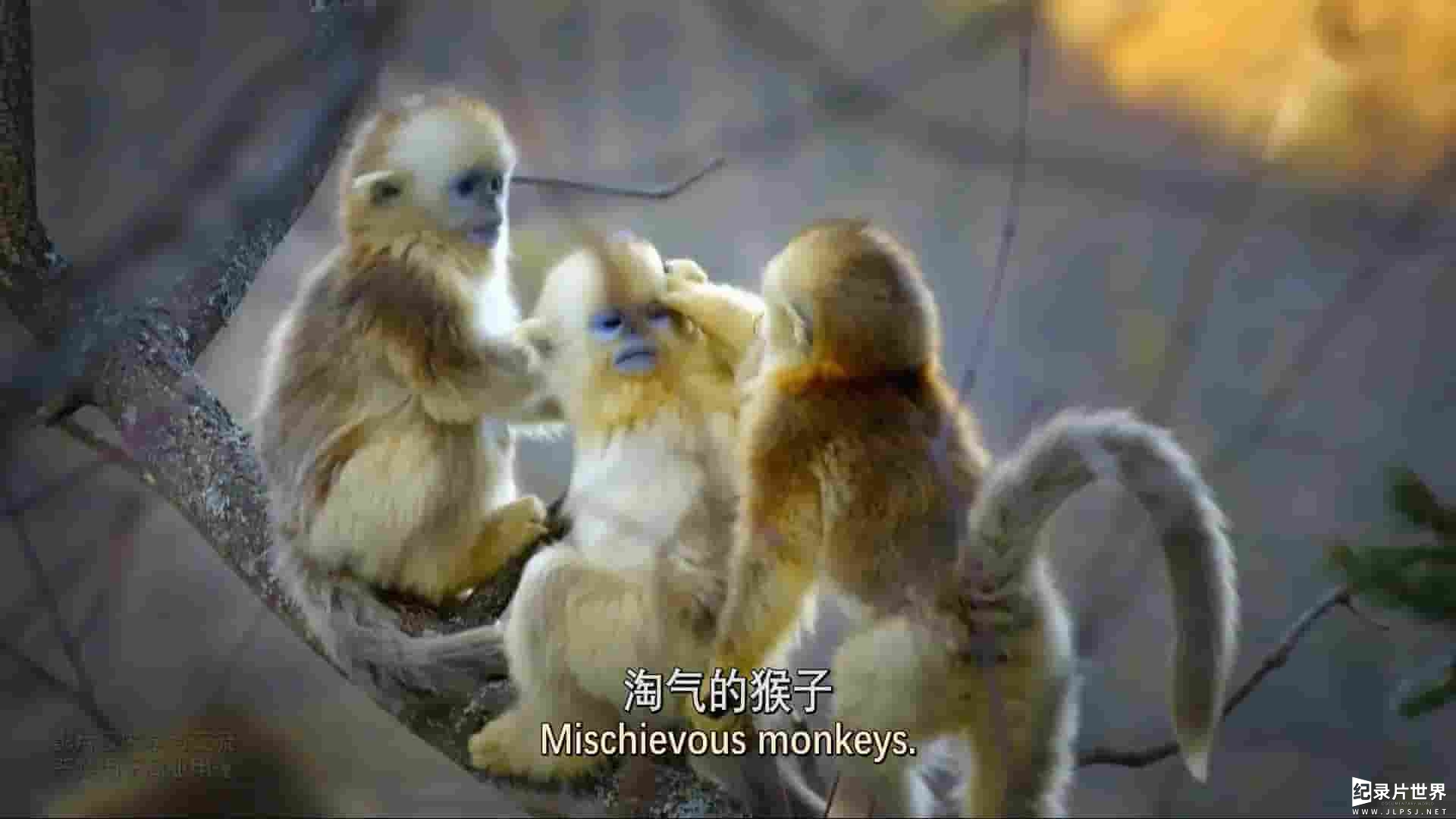 史密森尼频道《猴子:奇妙的动物家族 Monkeys: An Amazing Animal Family 2019》第1季全3集