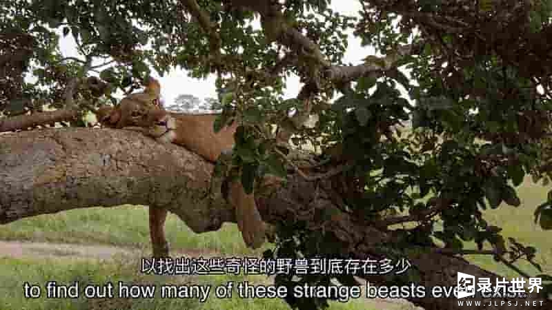 国家地理《树上有狮子 Tree Climbing Lions 2018》全1集