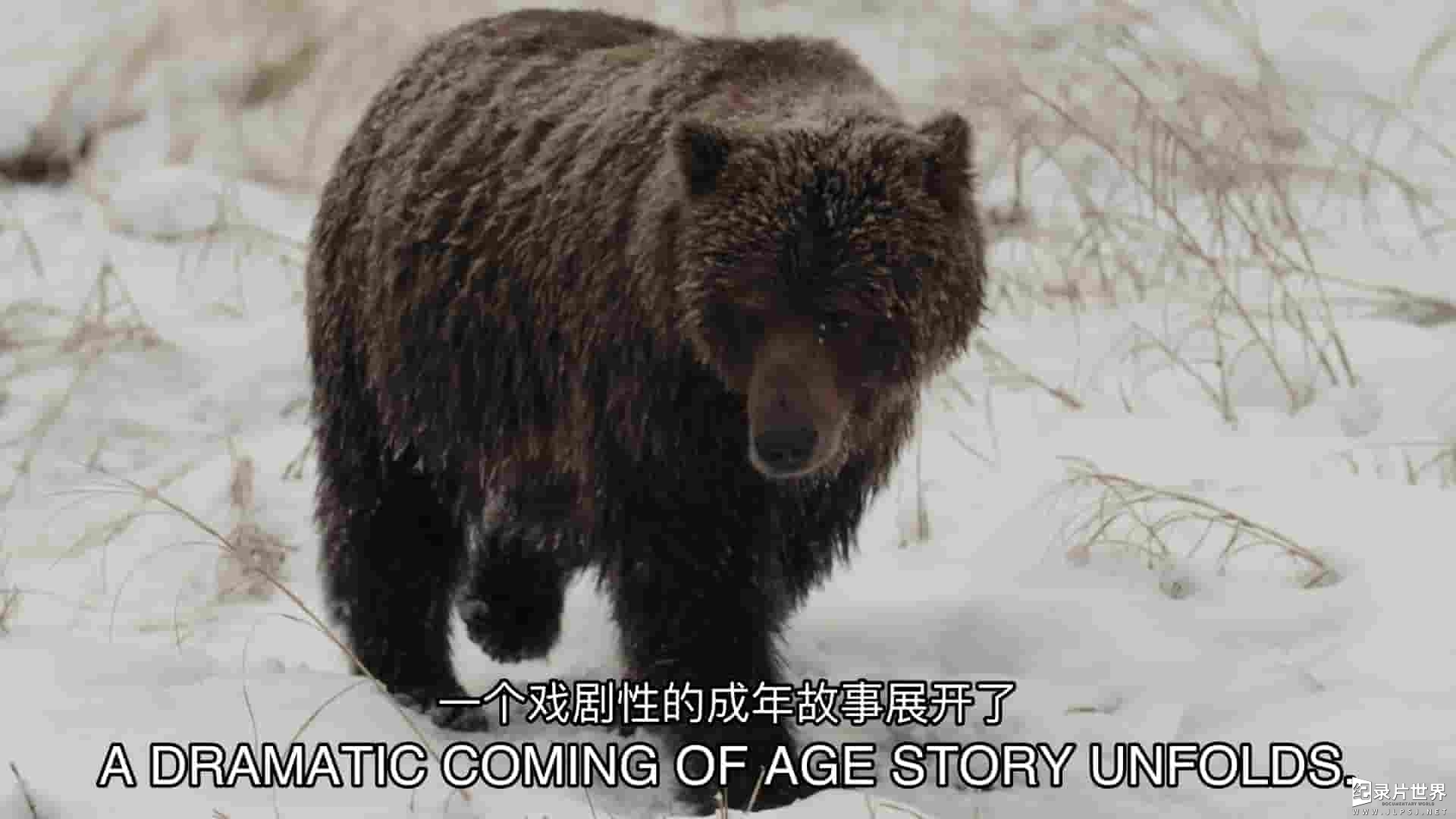 史密森尼频道《育空野生灰熊 Yukon's Wild Grizzlies 2021》全1集