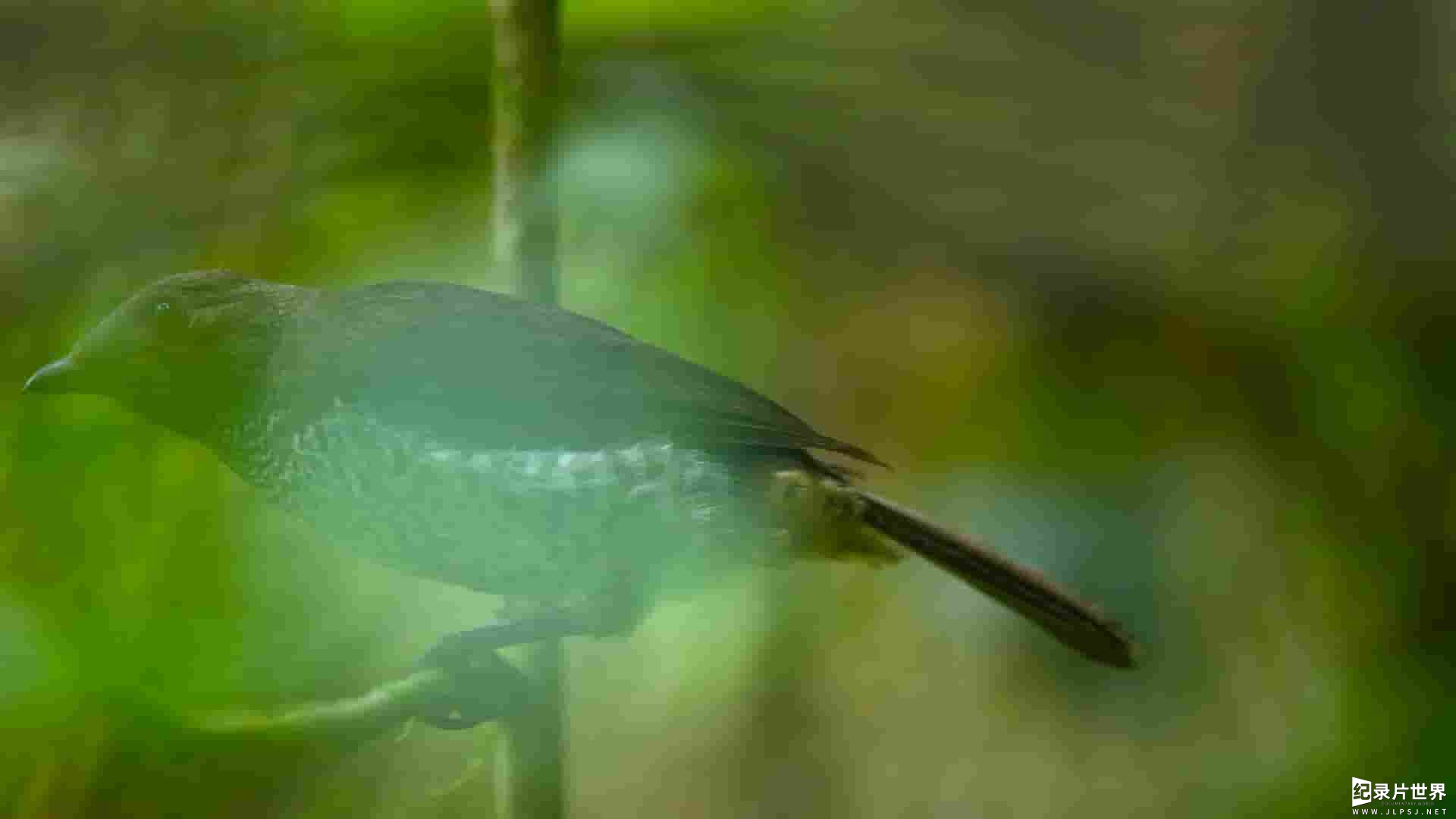 Netflix纪录片《与鸟共舞 Dancing with the Birds 2019》全1集