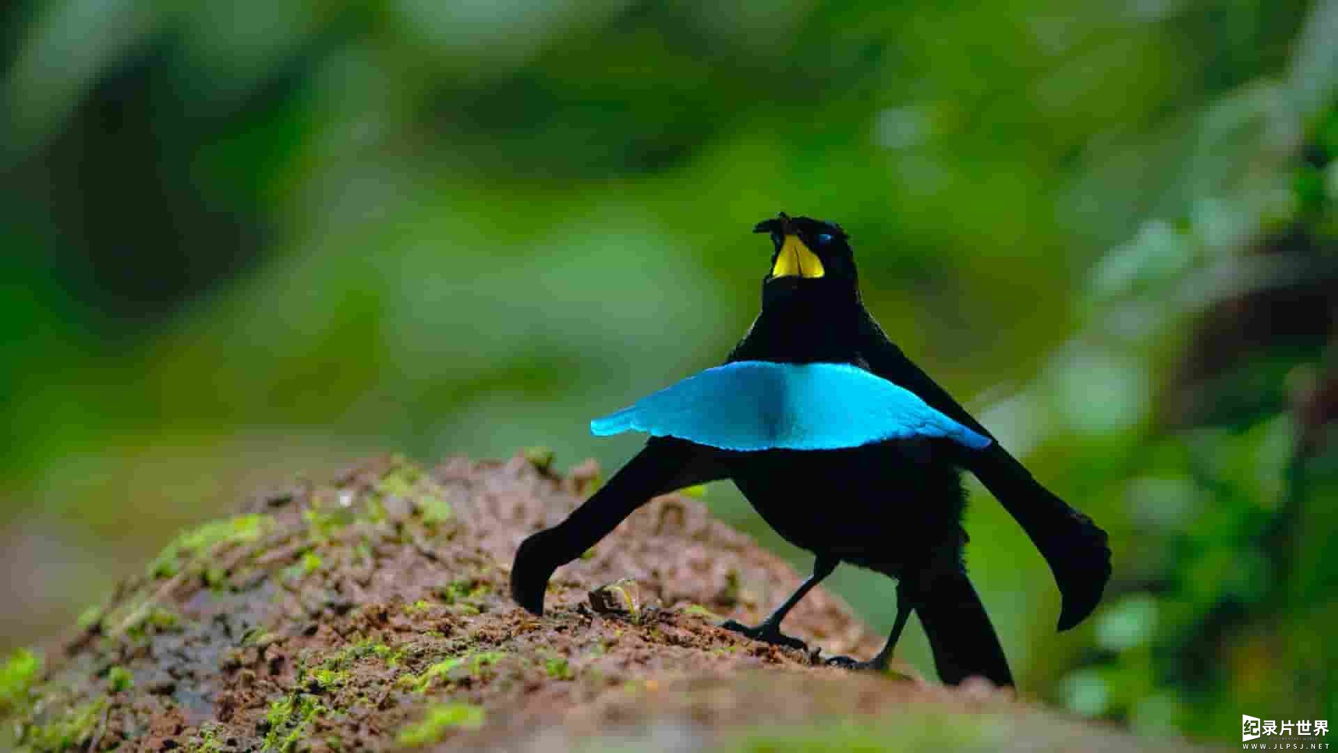 Netflix纪录片《与鸟共舞 Dancing with the Birds 2019》全1集