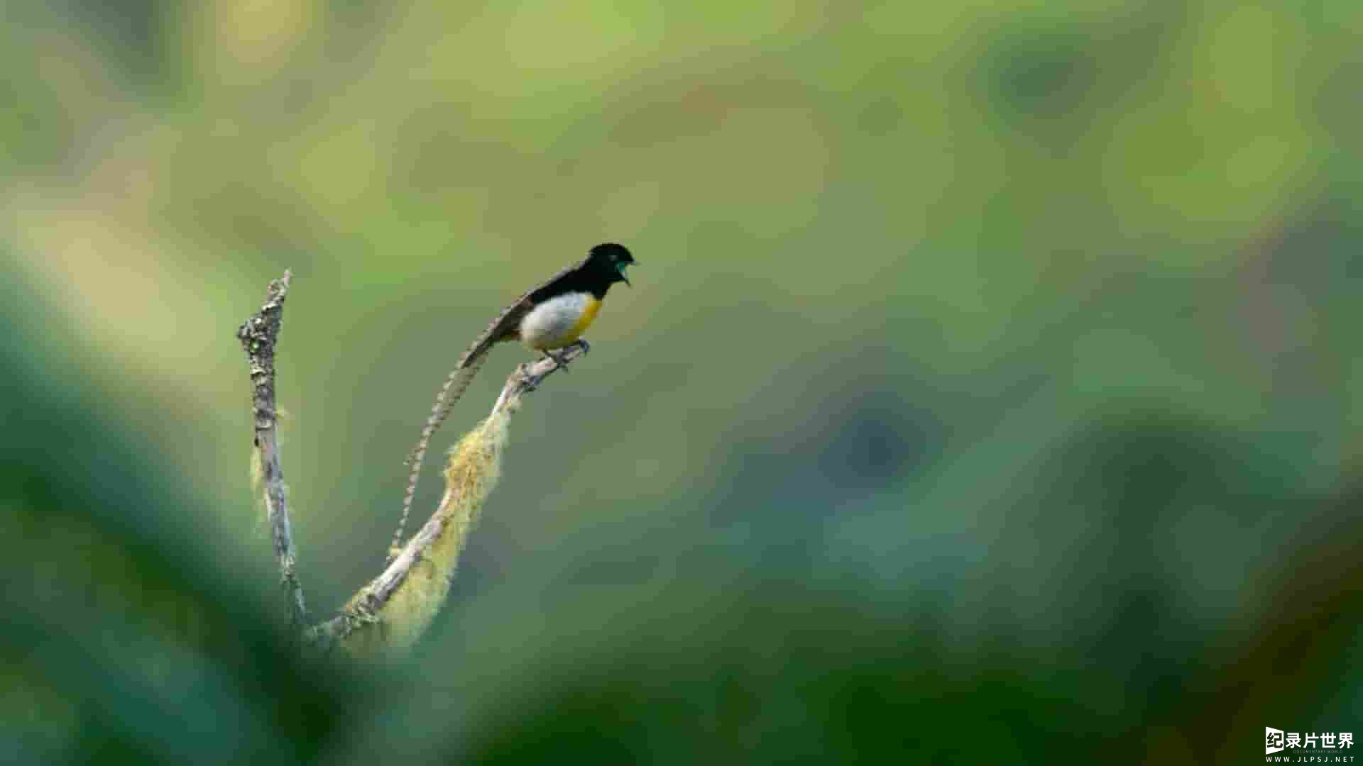 Netflix纪录片《与鸟共舞 Dancing with the Birds 2019》全1集