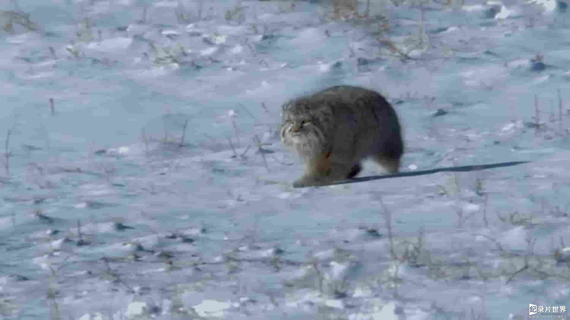 日本纪录片《草原猎手兔狲 Wildlife Instincts: Pallas's Cat - Master of the Plains 2022》全1集