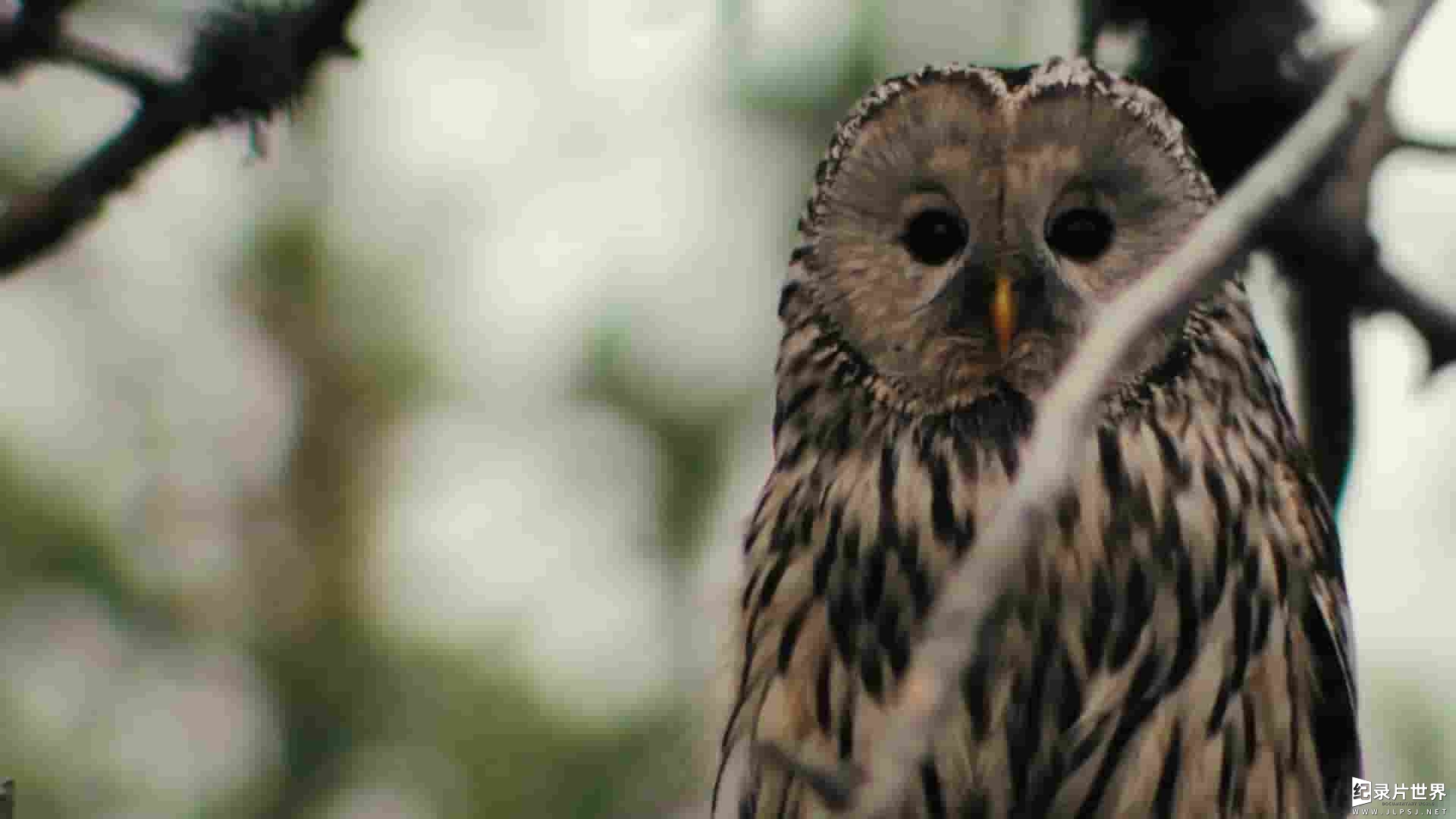 美国纪录片《猫头鹰:暗夜大师 Owls: Masters of the Night 2020》全1集