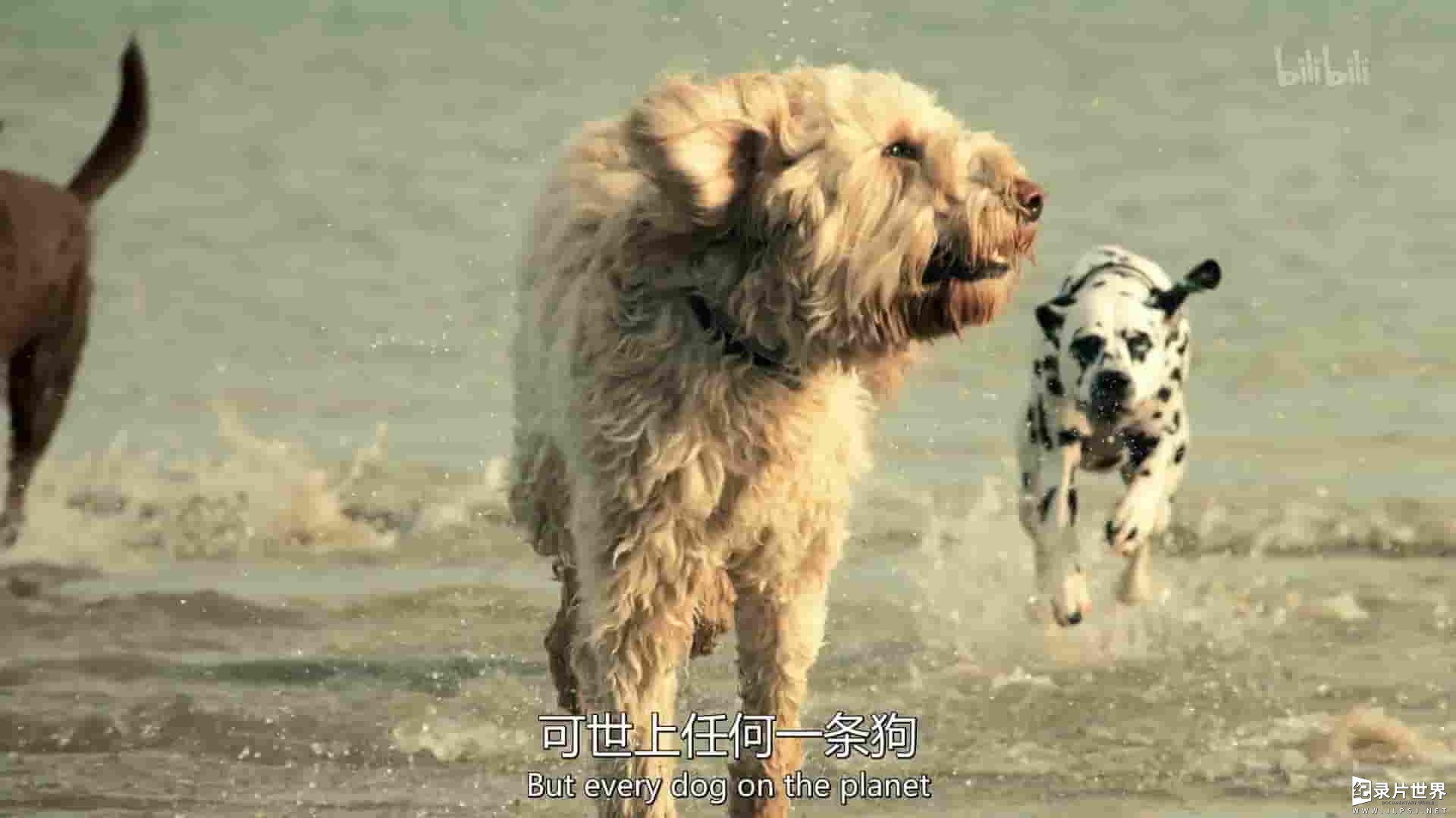 英国纪录片《犬科动物：惊艳不俗的种群 Dogs an Amazing Animal Family 2020》全3集