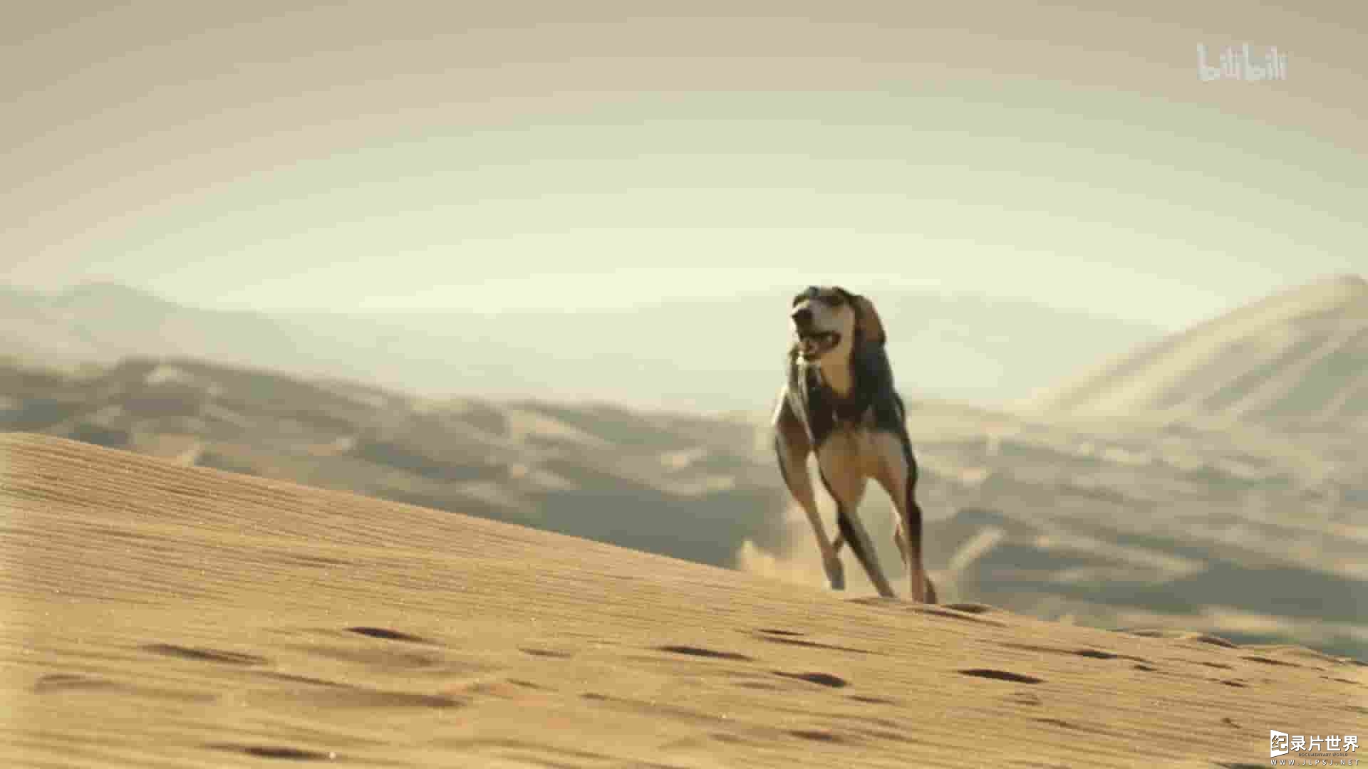 英国纪录片《犬科动物：惊艳不俗的种群 Dogs an Amazing Animal Family 2020》全3集