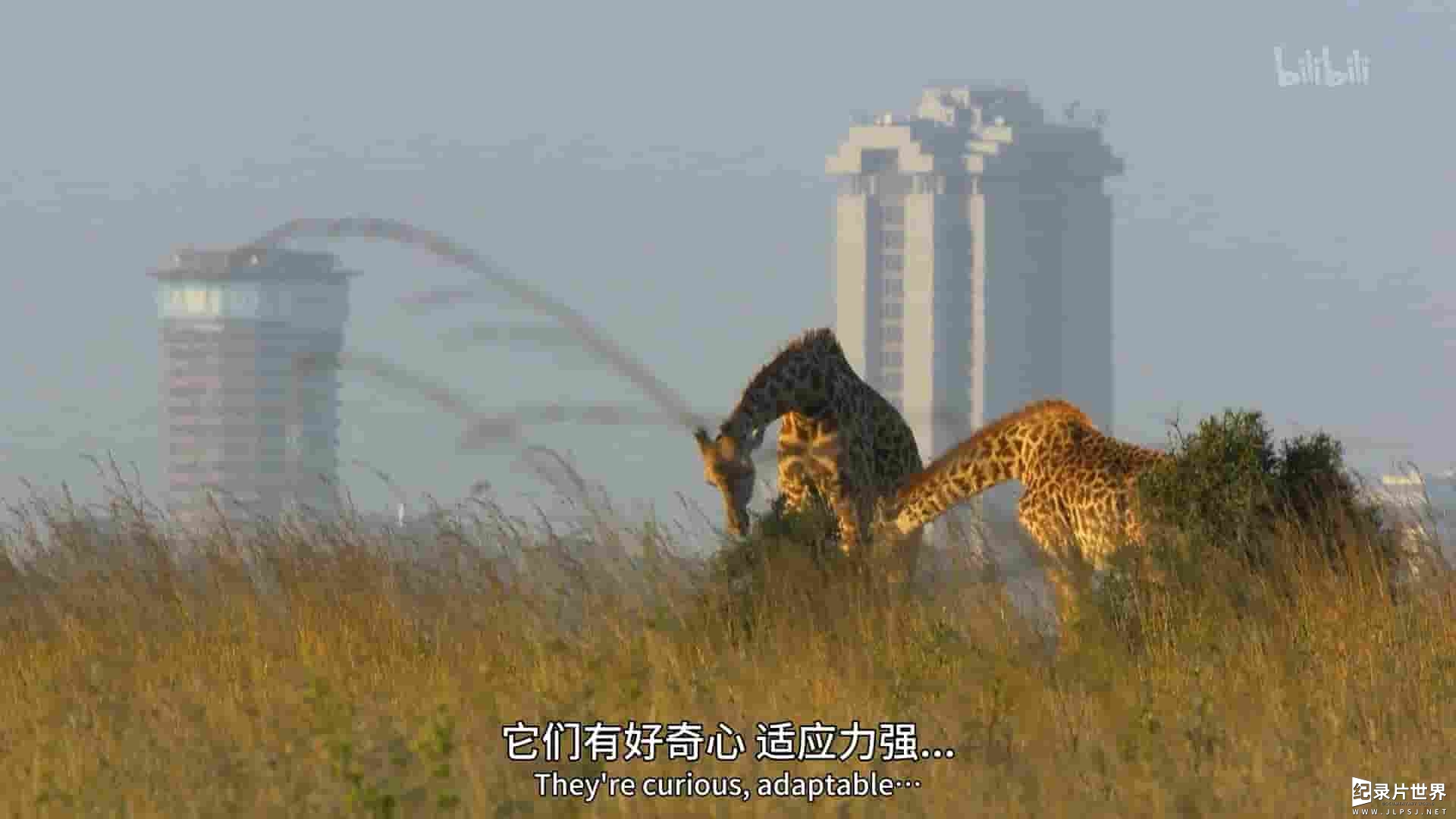 澳大利亚纪录片《城中野兽 Beasts in the City 2020》全1集