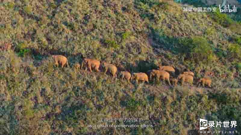 国产纪录片《与象同行 March of the Elephants 2022》全1集