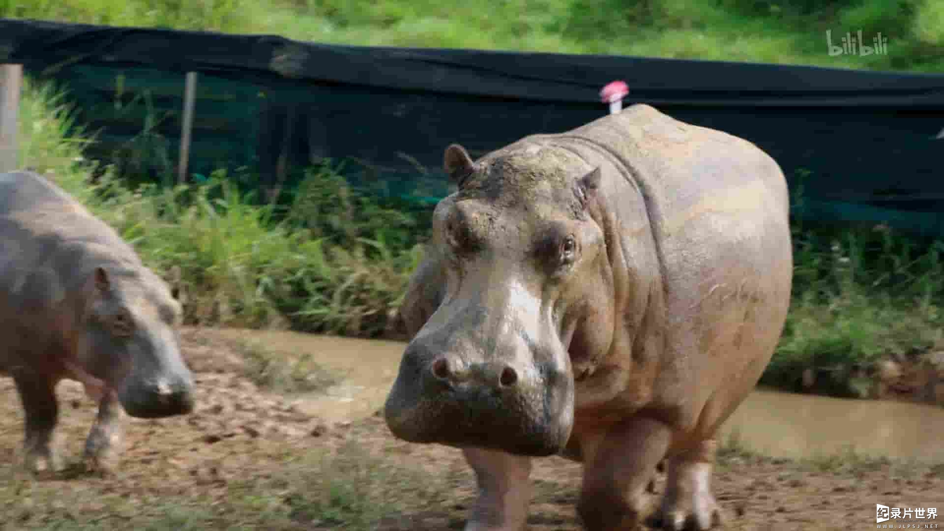 美国纪录片《大毒枭的河马 The Hunt for Escobar's Hippos 2020》全1集