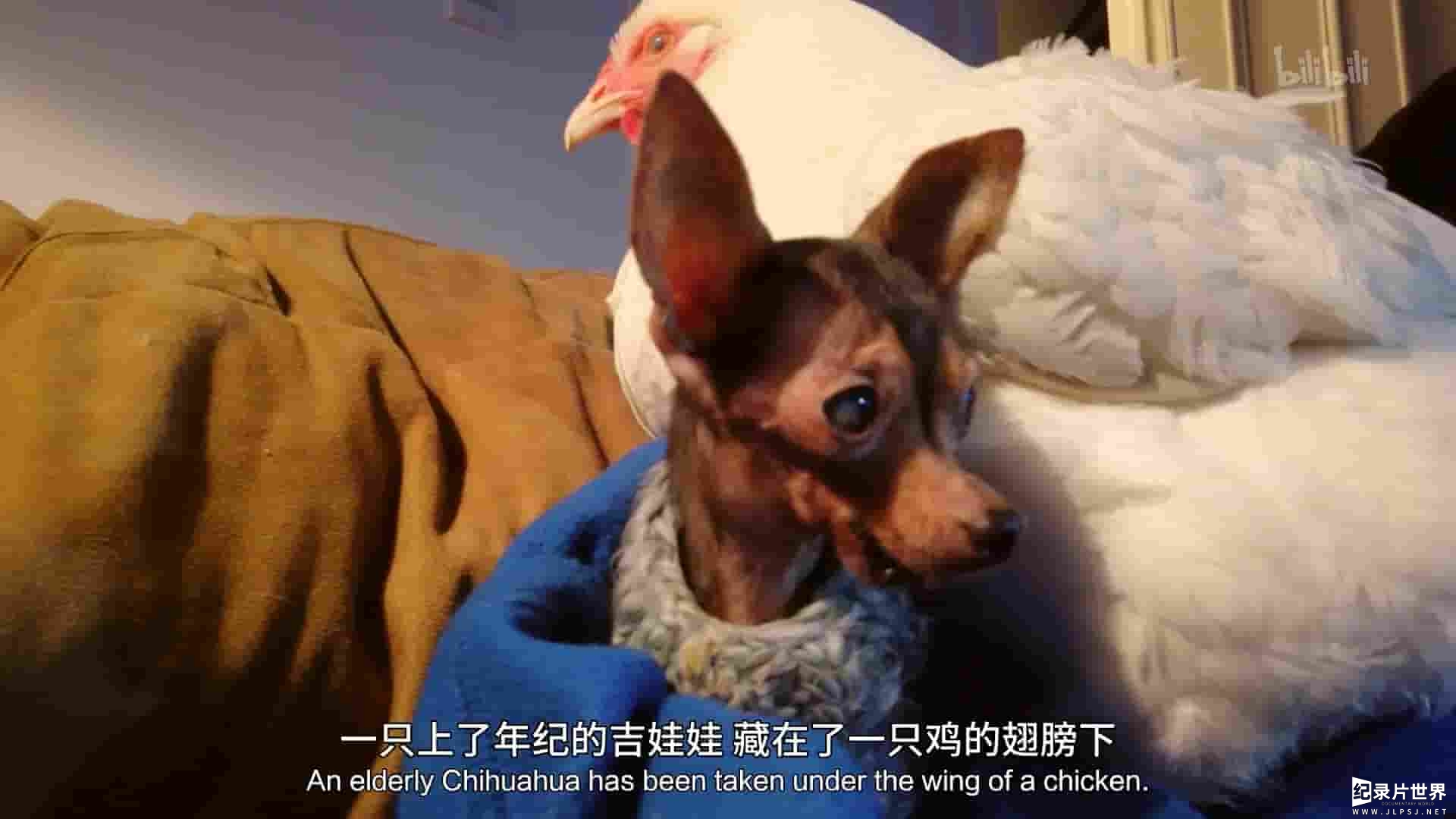 英国纪录片《狗狗最好的朋友 Dog's Best Friend 2014》第1季全12集