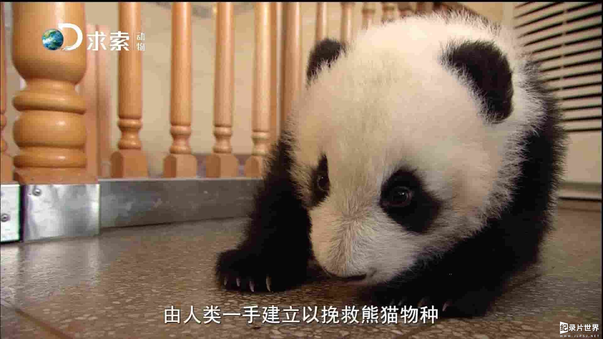 探索频道《熊猫总动员 Pandamonium 2008》全5集