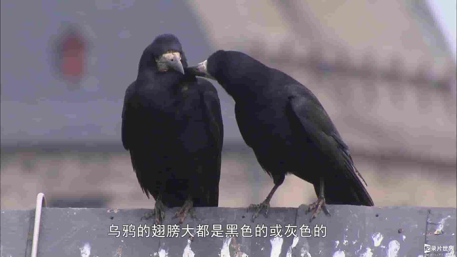 德国纪录片《乌鸦：天空的流氓 Ravens - Rascals of the Skies 2010》全1集 