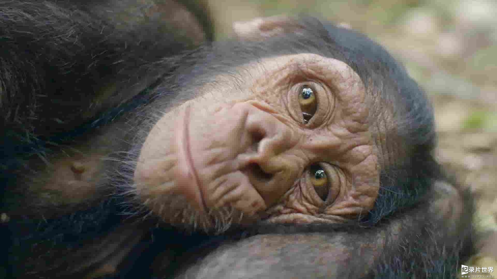 Curiosity纪录片《营救刚果黑猩猩 Rescued Chimpanzees of the Congo 2022》第1-2季全11集