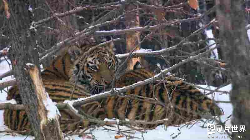 美国纪录片《俄罗斯野生老虎 Russia's Wild Tiger 2022》全1集