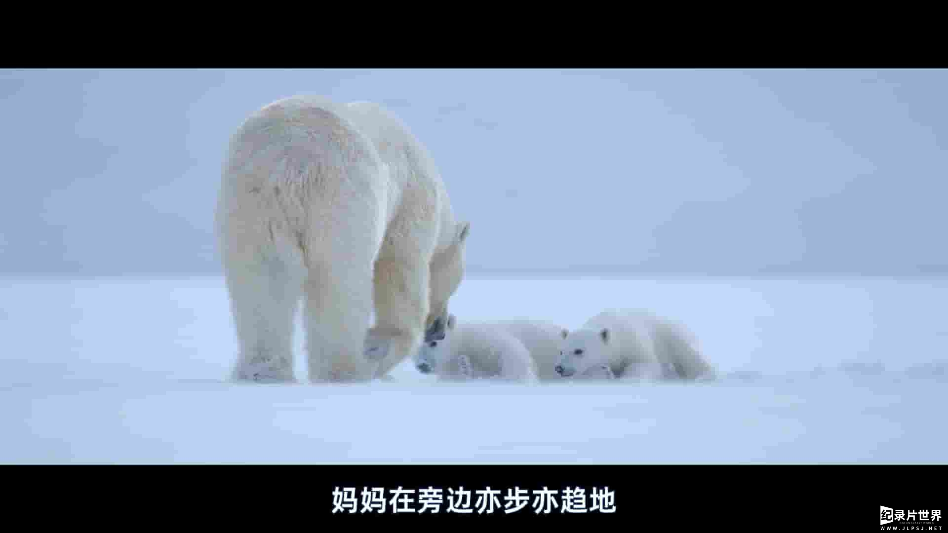 迪士尼纪录片《北极熊 Polar Bear 2022》全1集