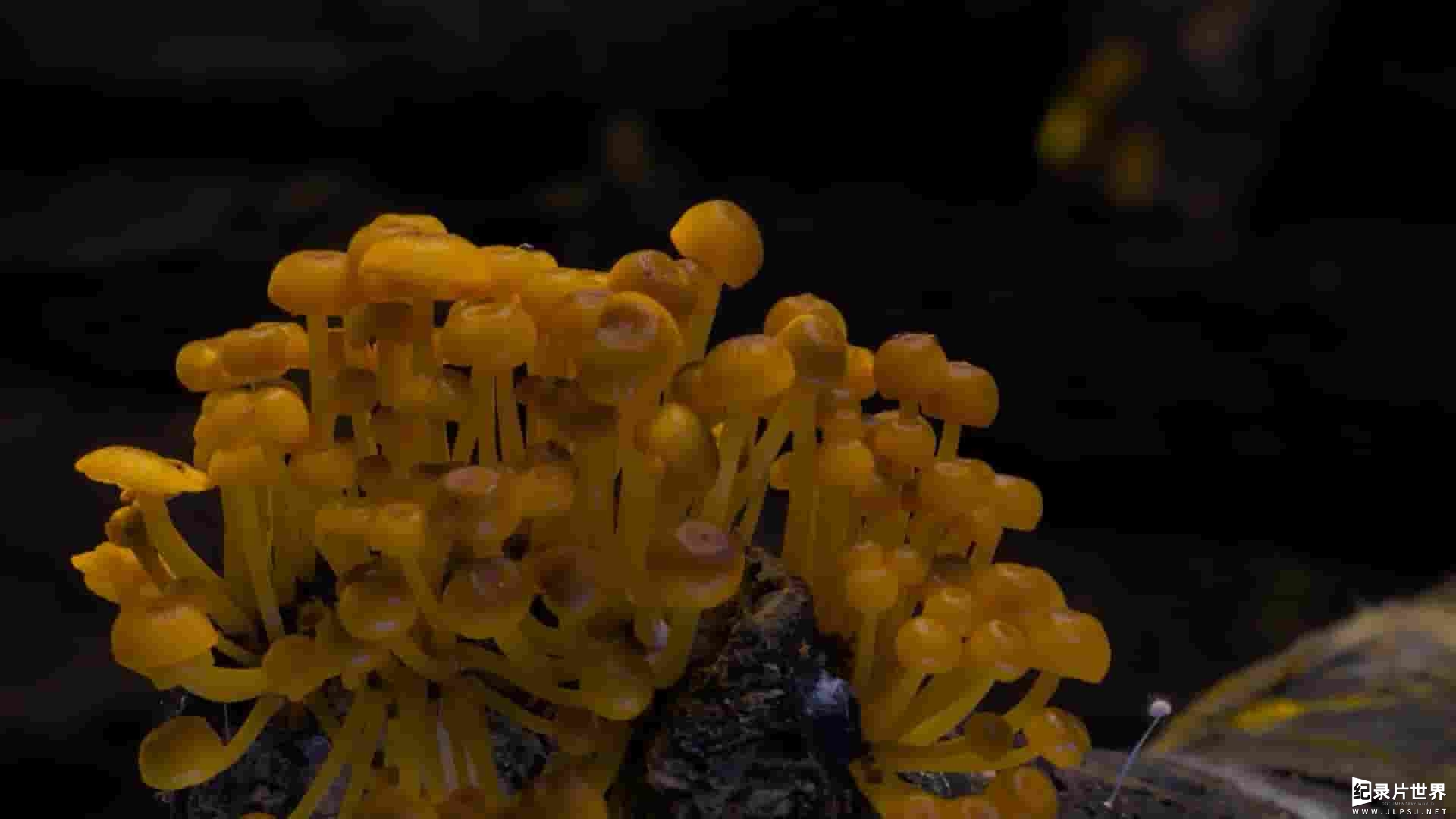 美国纪录片《传播的艺术:奇妙的真菌 Moving Art - Fantastic Fungi 2019》全1集