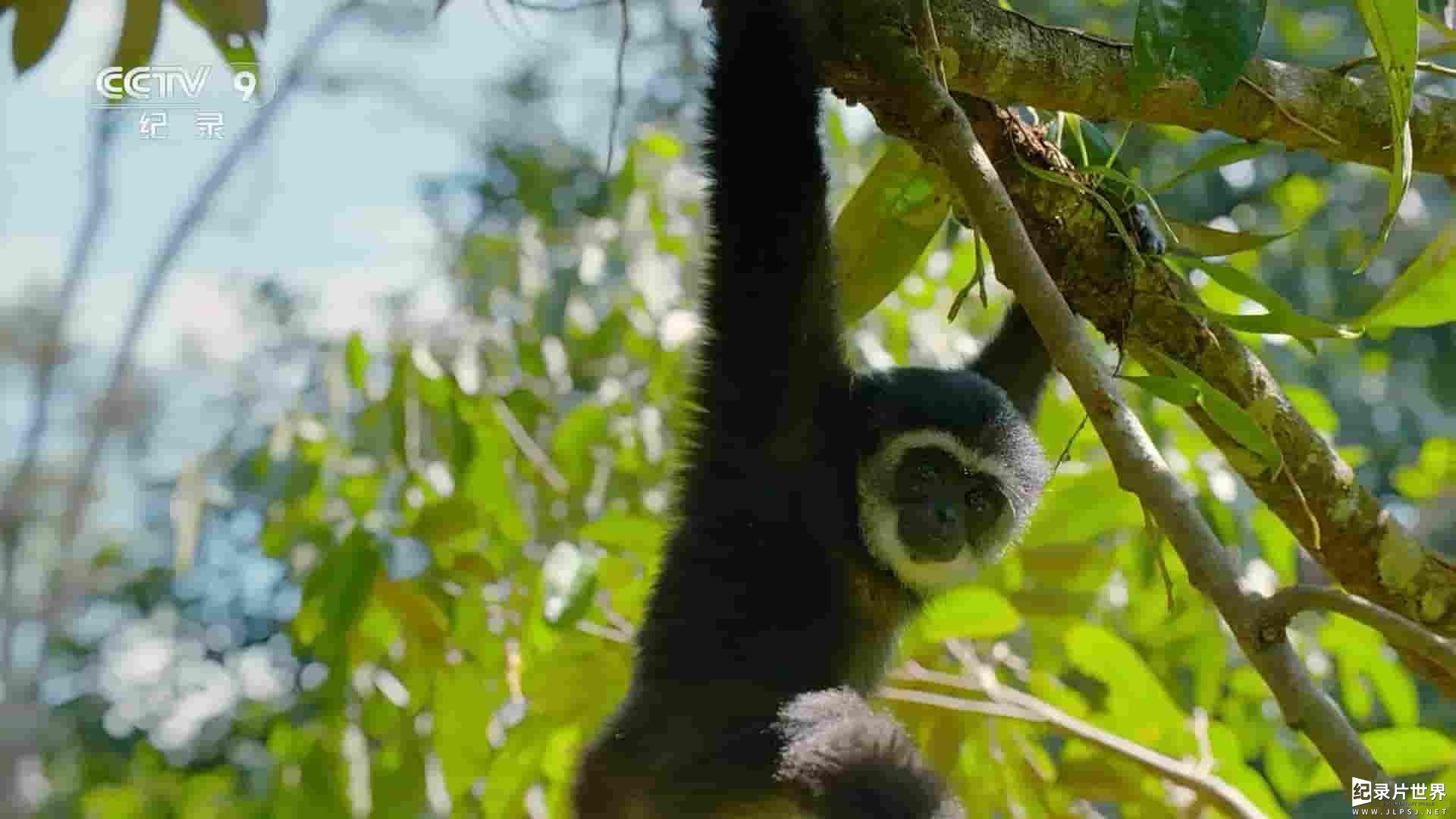 BBC纪录片《灵长王国 Primates 2020》全3集