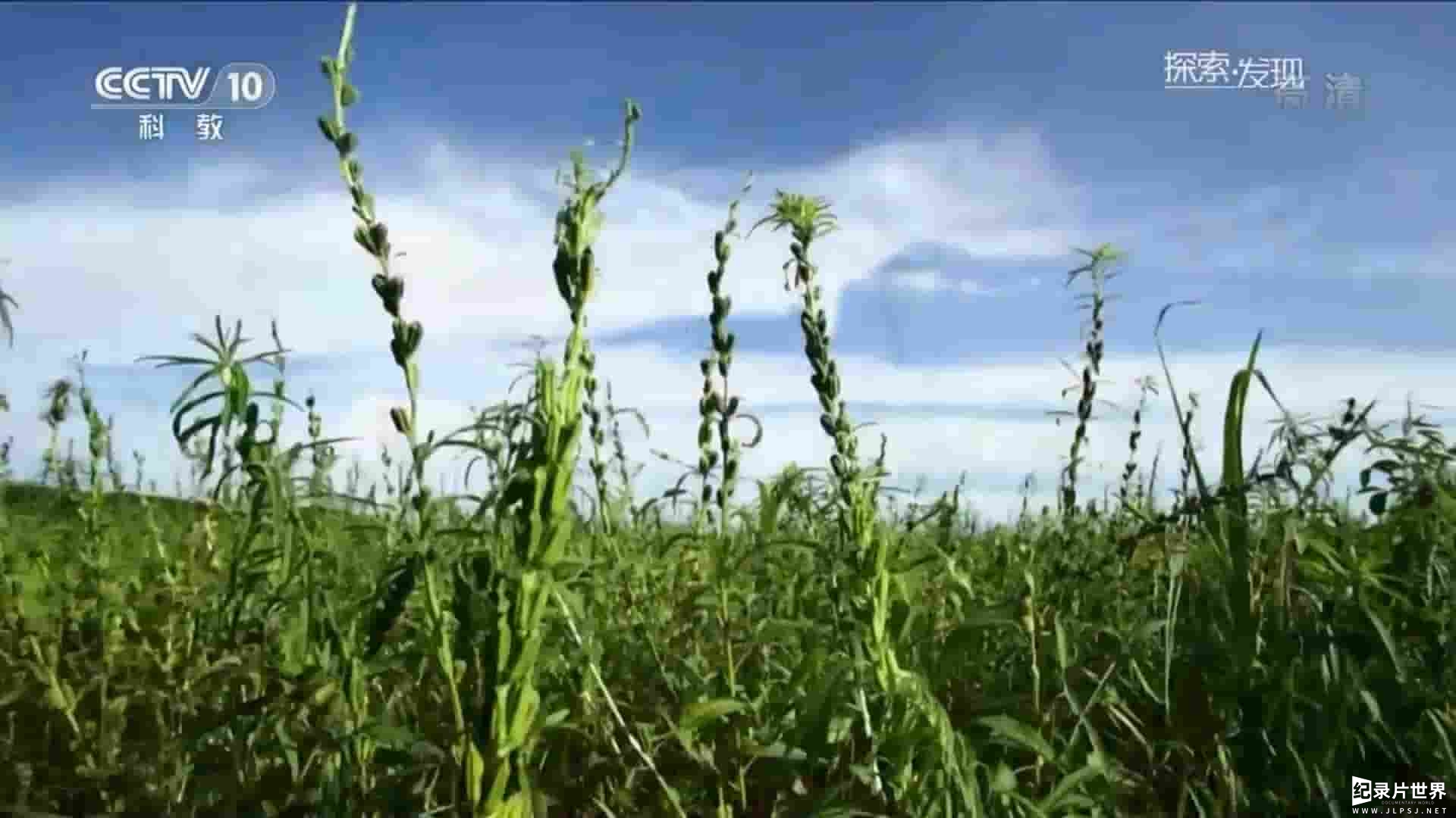 央视纪录片《一饭胡麻度几春 2016》全2集 