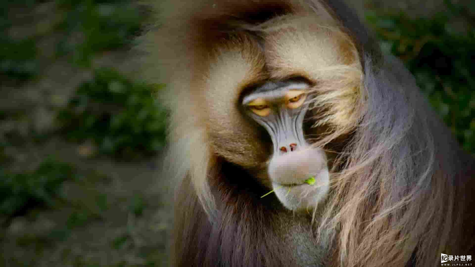 PBS纪录片《灵长类 Primates 2020》全3集