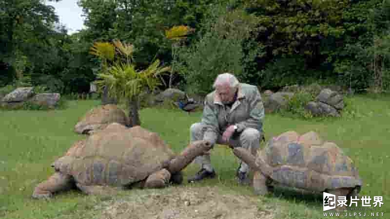 BBC纪录片《自然趣闻/大卫·爱登堡的自然奇迹 David Attenborough’s Natural Curiosities 2017》第4季全6集